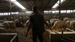 Yunanistan’da yeni salgın!  Çiftçiler perişan, sürüler itlaf ediliyor