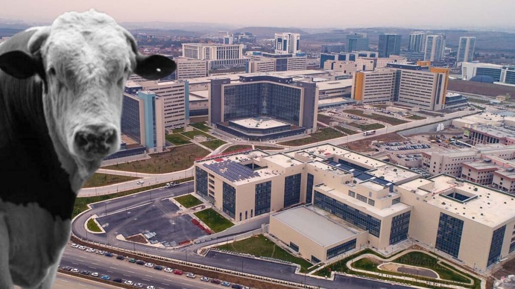 Ankara’yı karıştıran ‘deli dana’ iddiası… Hastaneden kritik açıklama