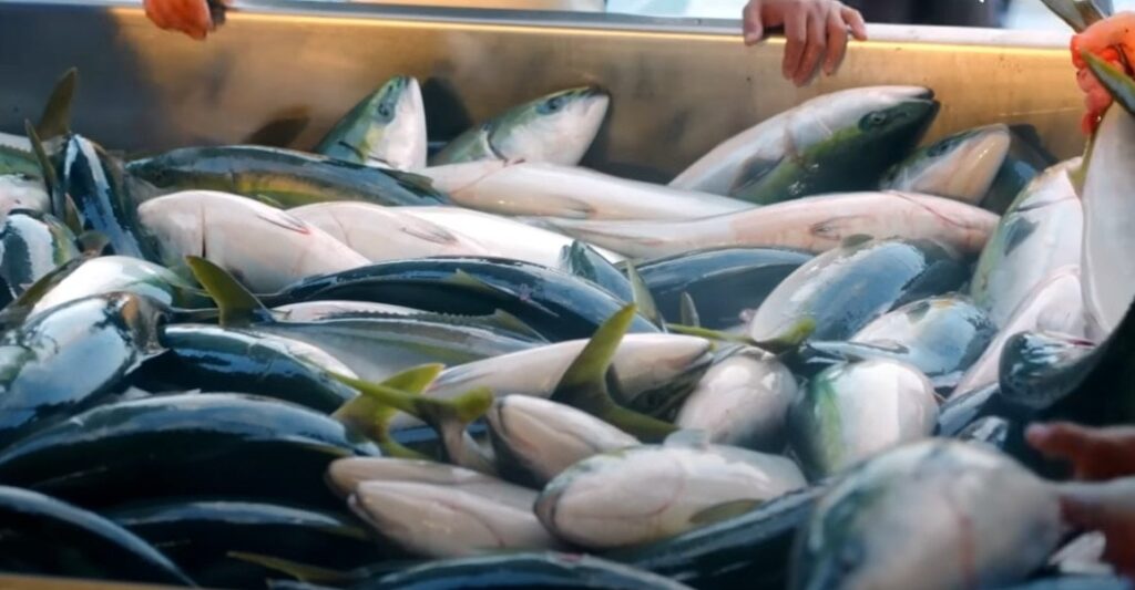 Balıklar kendiliğinden yüzeye çıkıp yakalanıyor: Köylüler kadim yönteminden vazgeçemiyor