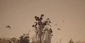 Bilim insanlarını endişelendiren gelişme: Kuşlar tuhaf davranmaya başladı