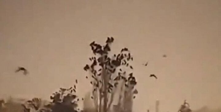 Bilim insanlarını endişelendiren gelişme: Kuşlar tuhaf davranmaya başladı