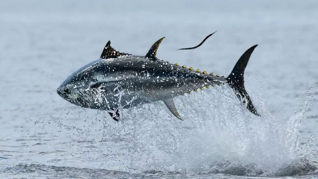 Denizden çıktı, 1.000 kişiyi doyuracak: Değeri 111 bin lira