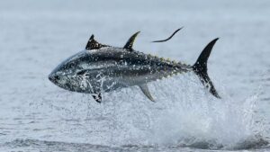 Denizden çıktı, 1.000 kişiyi doyuracak: Değeri 111 bin lira