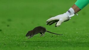 Dünyaca ünlü kaleci, topu bıraktı fareyi yakalamaya çalıştı