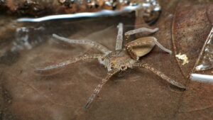 Nesli tükeniyordu şimdi hızla yayılıyor: Balık avlayan dev örümcek geri döndü