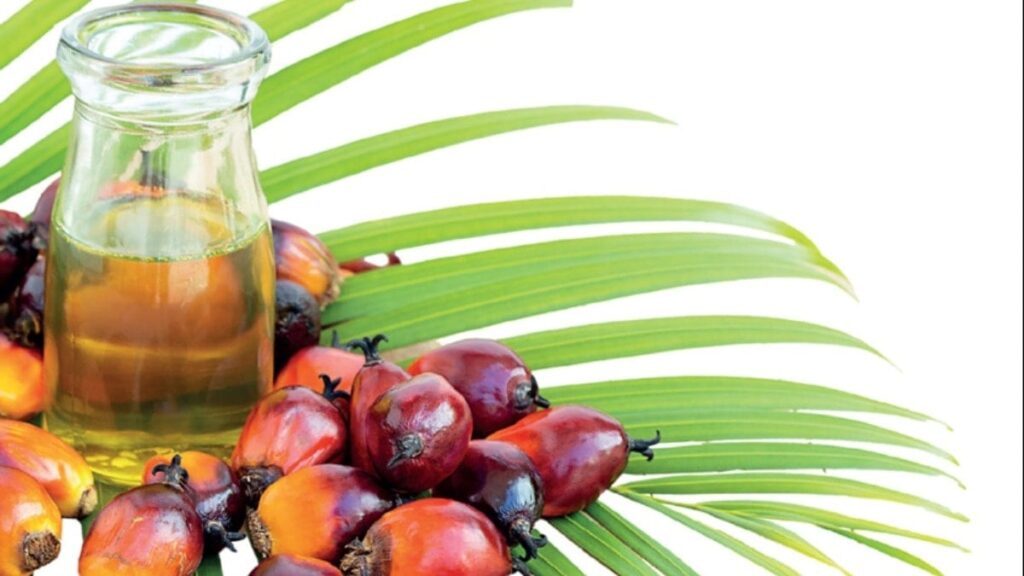 Palm yağı ne kadar masum?