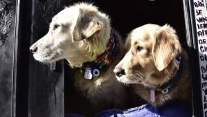 Petzoo Eurasia 2025 İstanbul’da Başlıyor