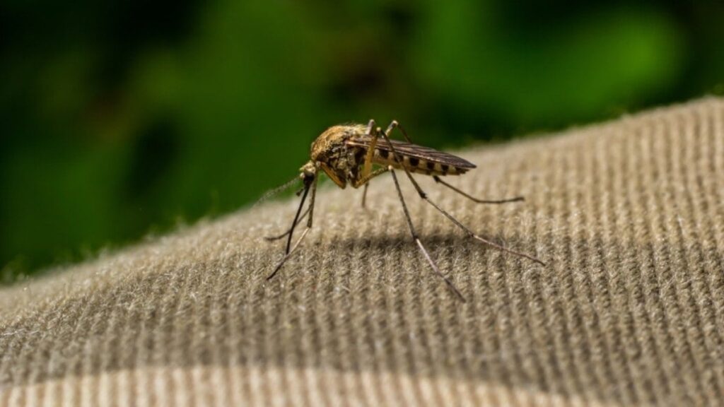 Sivrisinek olmayan ender ülkelerdendi, orada da görüldü