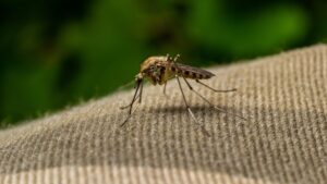 Sivrisinek olmayan ender ülkelerdendi, orada da görüldü