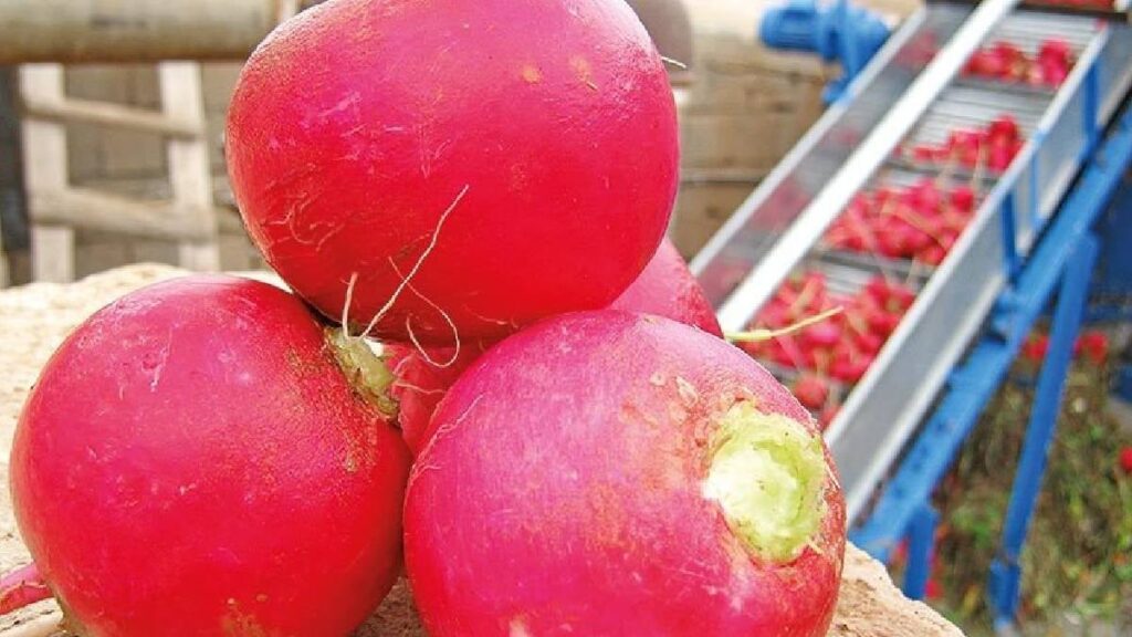 Soğuk havalarda faydalı diye turp tüketmeden önce 2 kez düşünün