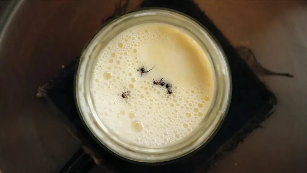 Tarif Türkiye ve Bulgaristan’dan… Bilim insanları ‘karınca yoğurdu’ yaptı