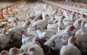 Türkiye’den Çin’e 200 milyon dolarlık tavuk ayağı hamlesi: “2-3 kat fazla döviz getirir”