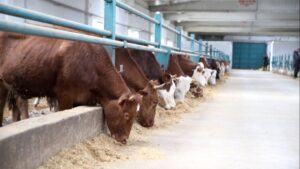 Yabancıya destek yerliye köstek