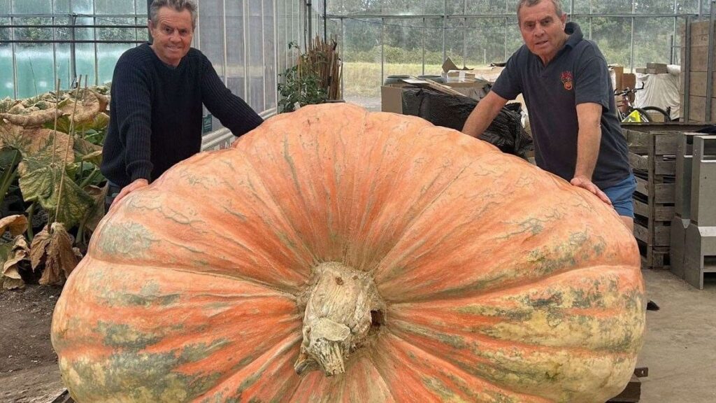 1 tondan bile daha ağır: Dünyanın en büyük balkabağı rekorunu kırdılar