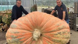 1 tondan bile daha ağır: Dünyanın en büyük balkabağı rekorunu kırdılar
