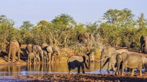 Afrika’da neden bu kadar çok büyük hayvan var? Bilim açıkladı