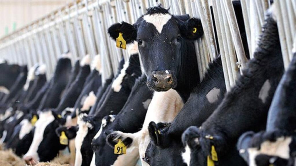 İktidar, üreticiyi bıraktı yabancıya kazandıracak