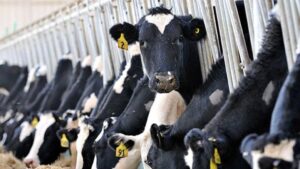 İktidar, üreticiyi bıraktı yabancıya kazandıracak