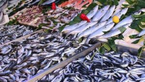 Ne mezgit ne istavrit ne de hamsi: Aralık ayının en sağlıklı balığı açıklandı