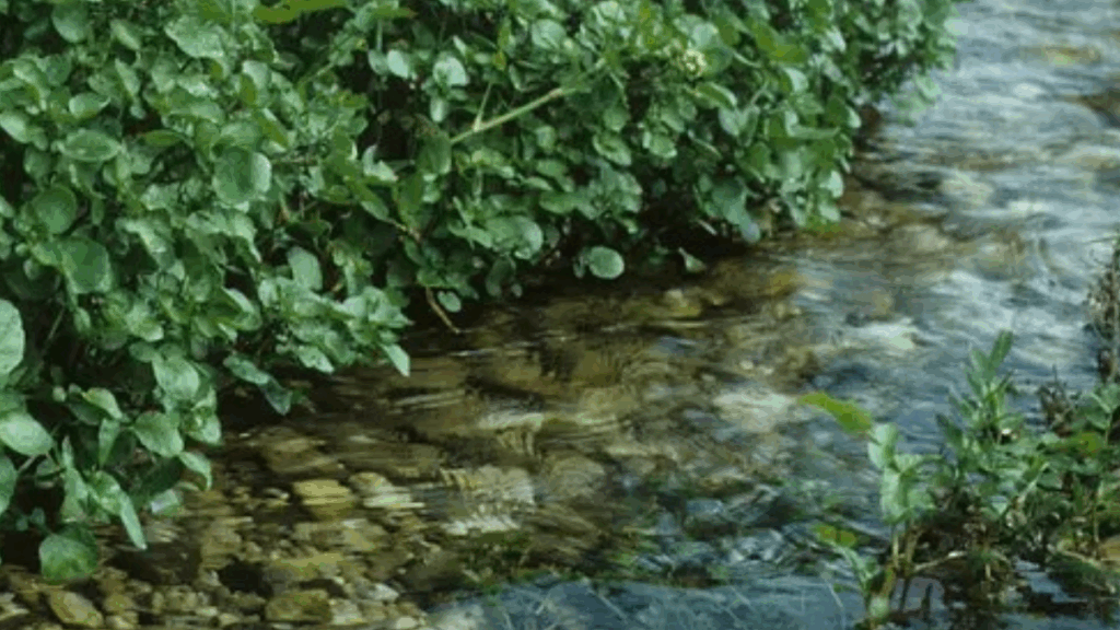Ne pazı brokoli ne de ıspanak: Dünyanın en sağlıklı sebzesi açıklandı