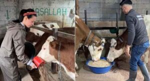 Şehirden köye kaçıp hayvancılığa atıldılar