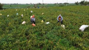 Tarlaya giren çiftçiler kör oldu