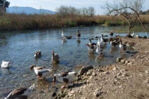 Turizm cennetinde kuş gribi alarmı! Ölü ördeklerde tespit edildi