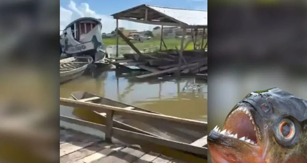 2 yaşındaki bebek pirana saldırısında hayatını kaybetti