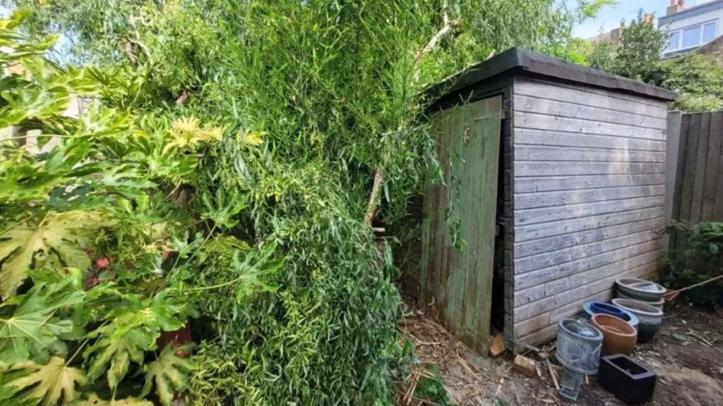 Bahçesindeki bitki kontrolden çıktı: Evin her yerini kaplayıp tonla borca soktu