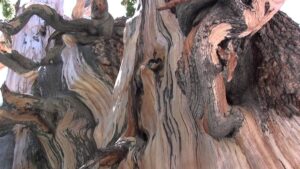 Bir anlık hatası dünyanın en eski ağacını yok etti