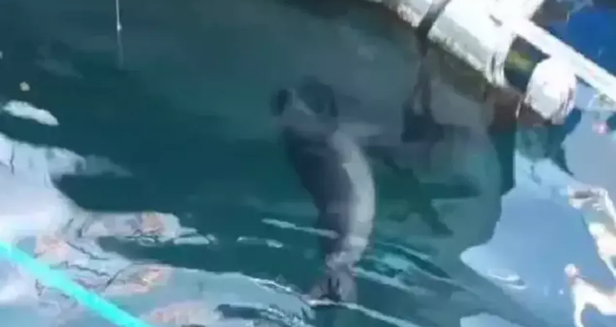 Bodrum’da nesli tehlike altındaki Akdeniz foku ndi