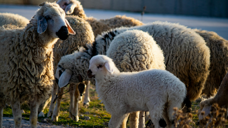 Bu da oldu! Tanesi 12 bin TL’den icradan satılık koyun, kuzu…