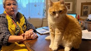 Dünyanın ilk mahpus kedisi: Bu sarman hapis yatacak