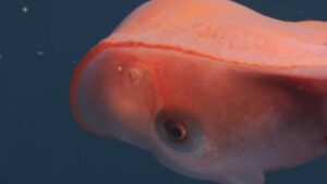 Efsanevi yaratık 40 yıl sonra yeniden görüldü