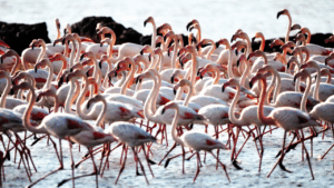 Havalar soğudu sulak alan flamingo ile doldu