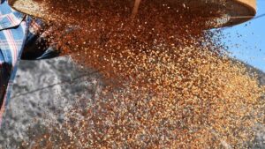 Her gün yiyoruz meğer sağlığa zararlıymış