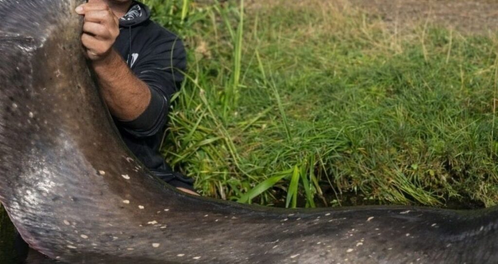 İki balıkçı 3 metrelik dev balıkla rekor kırdı