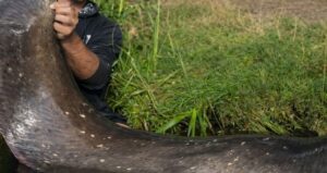 İki balıkçı 3 metrelik dev balıkla rekor kırdı