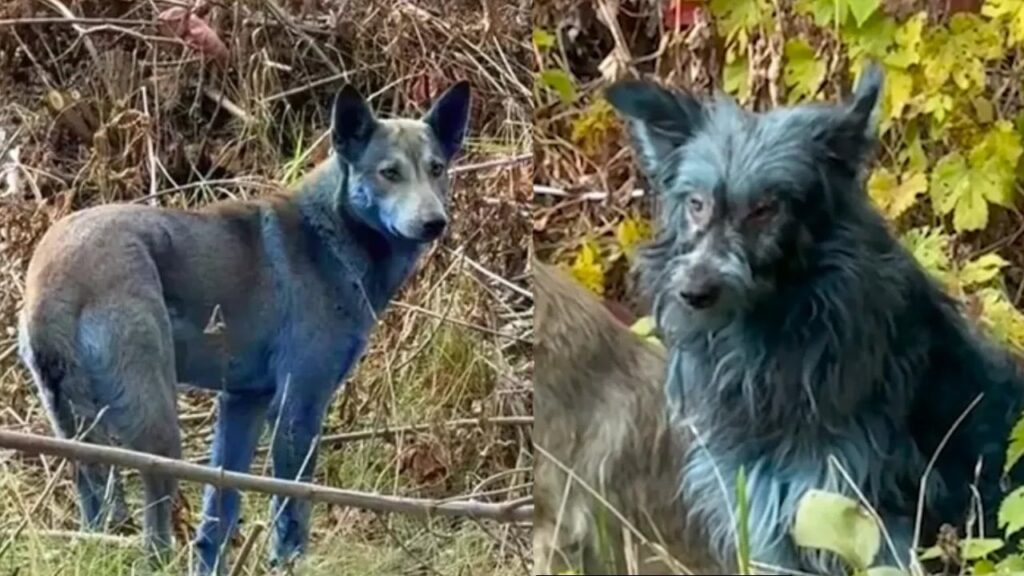Köpeklerin rengi maviye dönmüştü! Herkes Çernobil’den sanıyordu: Gerçek bambaşka çıktı!