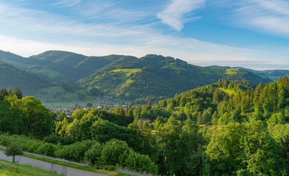 Mobilya devi iki ülkeden şehir büyüklüğünde orman satın aldı