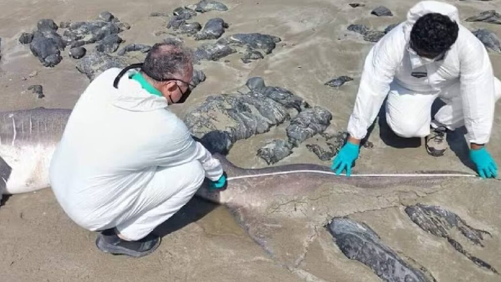 Nadir görülen 4,5 metrelik dev canavar sahile vurdu