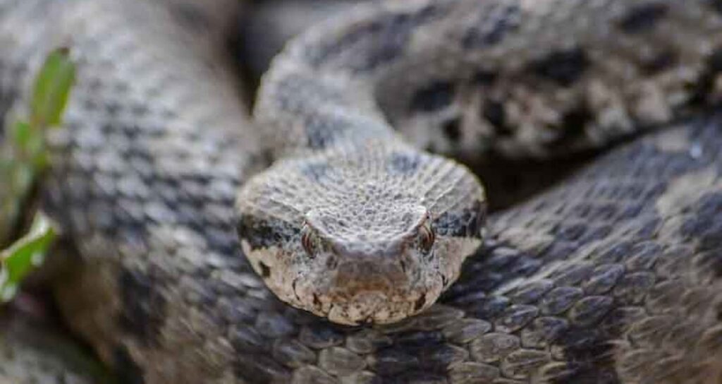 Osmanlı engereğinin dünyaya yayılış noktalarından biri Çankırı