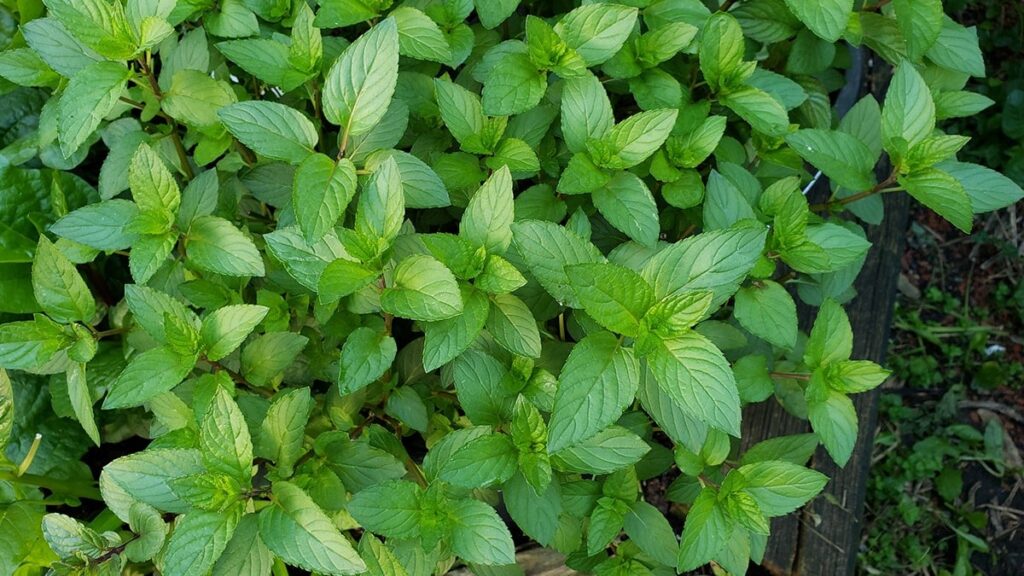 Ülkede ‘bahçenize nane dikin’ çağrısı yapıldı: İşte nedeni