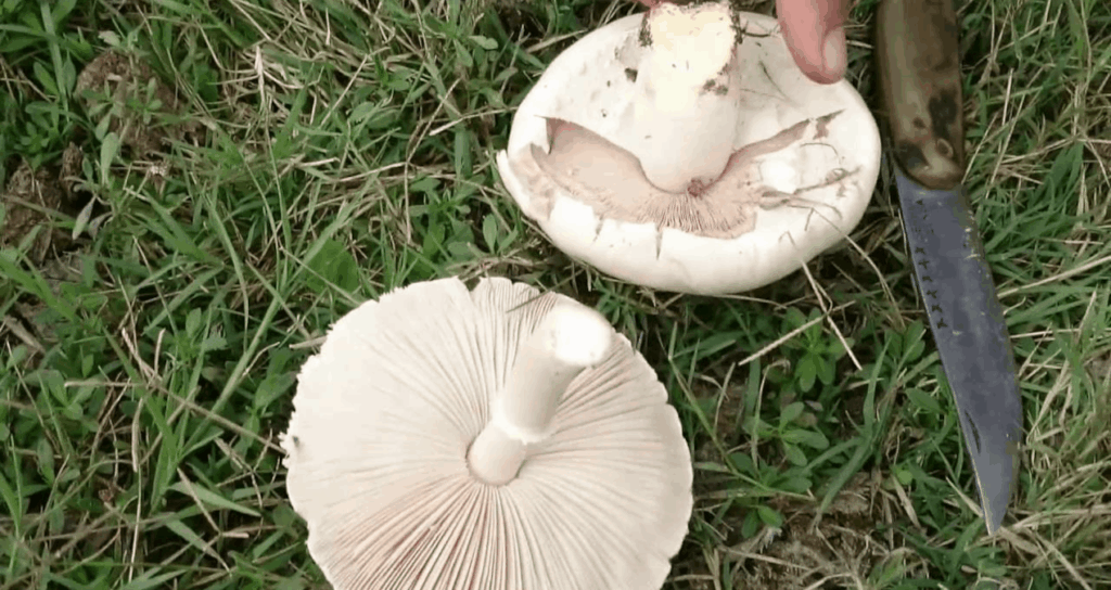 Uzmanlardan kritik uyarı: Her 3 ‘yenilebilir’ mantardan 1’i zehirleyebilir