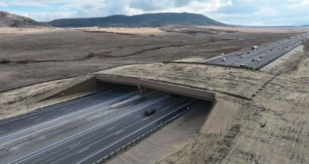 Yok olmasınlar diye 15 milyon dolarlık köprü yapıldı: Öğrenen bir diğerine aktarıyor