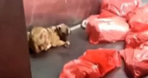 Barınakta çöp poşetlerindeki ölü köpekler bulundu! Soruşturma başlatıldı