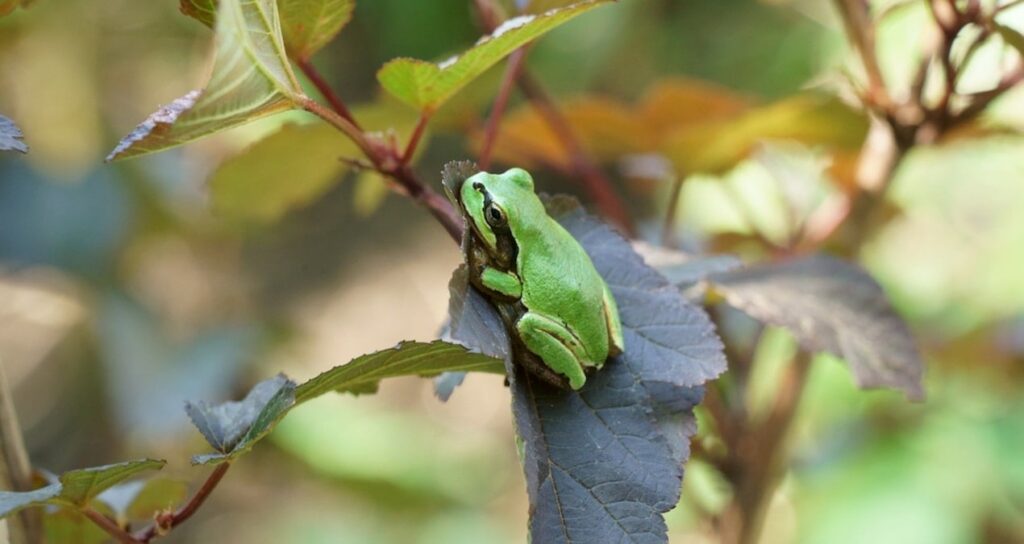 Kanser tedavisinde kurbağa mucizesi: Tümörleri yok ediyor